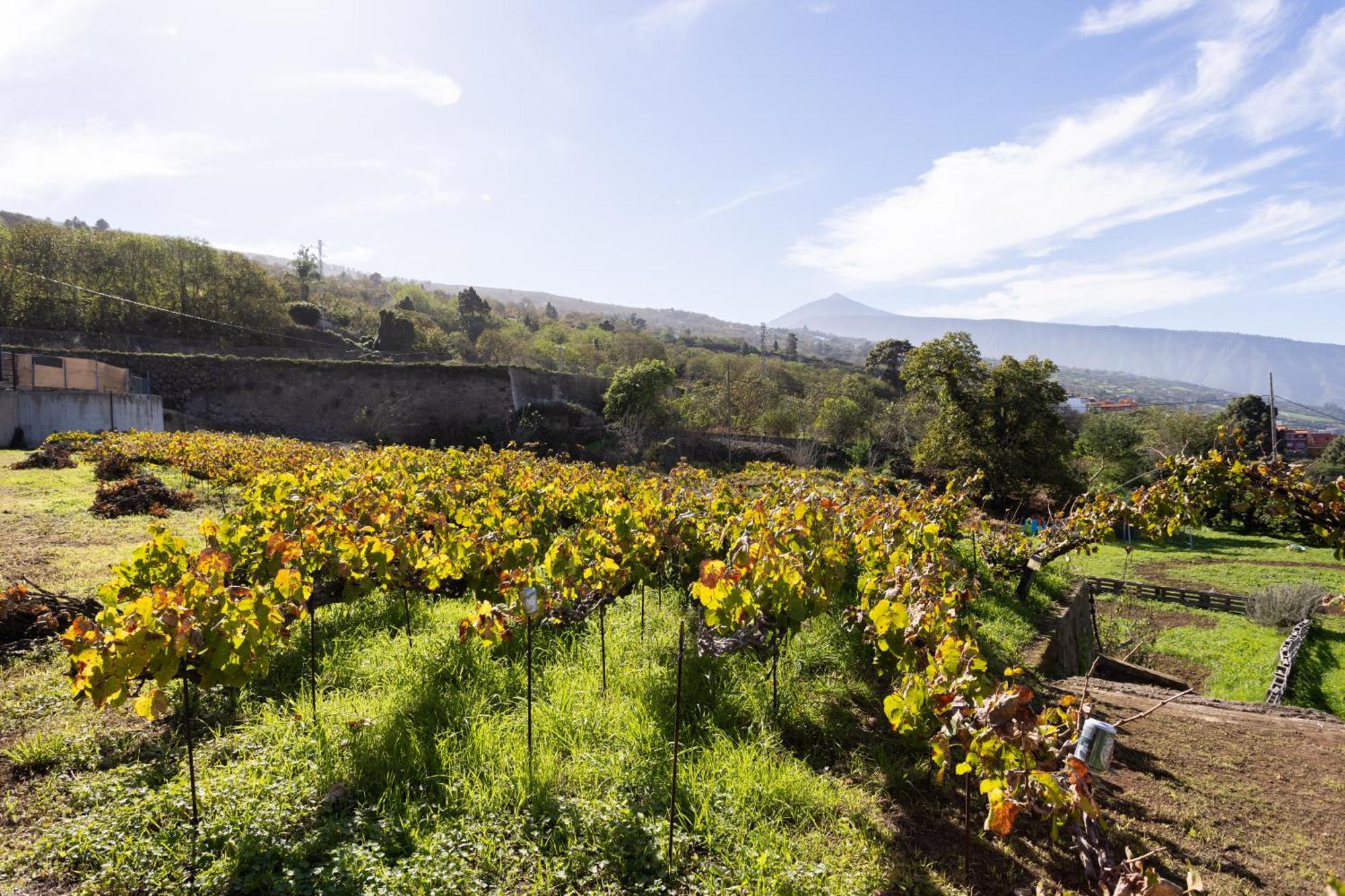 Ek Drago Finca El Milagro La Orotava Kültér fotó