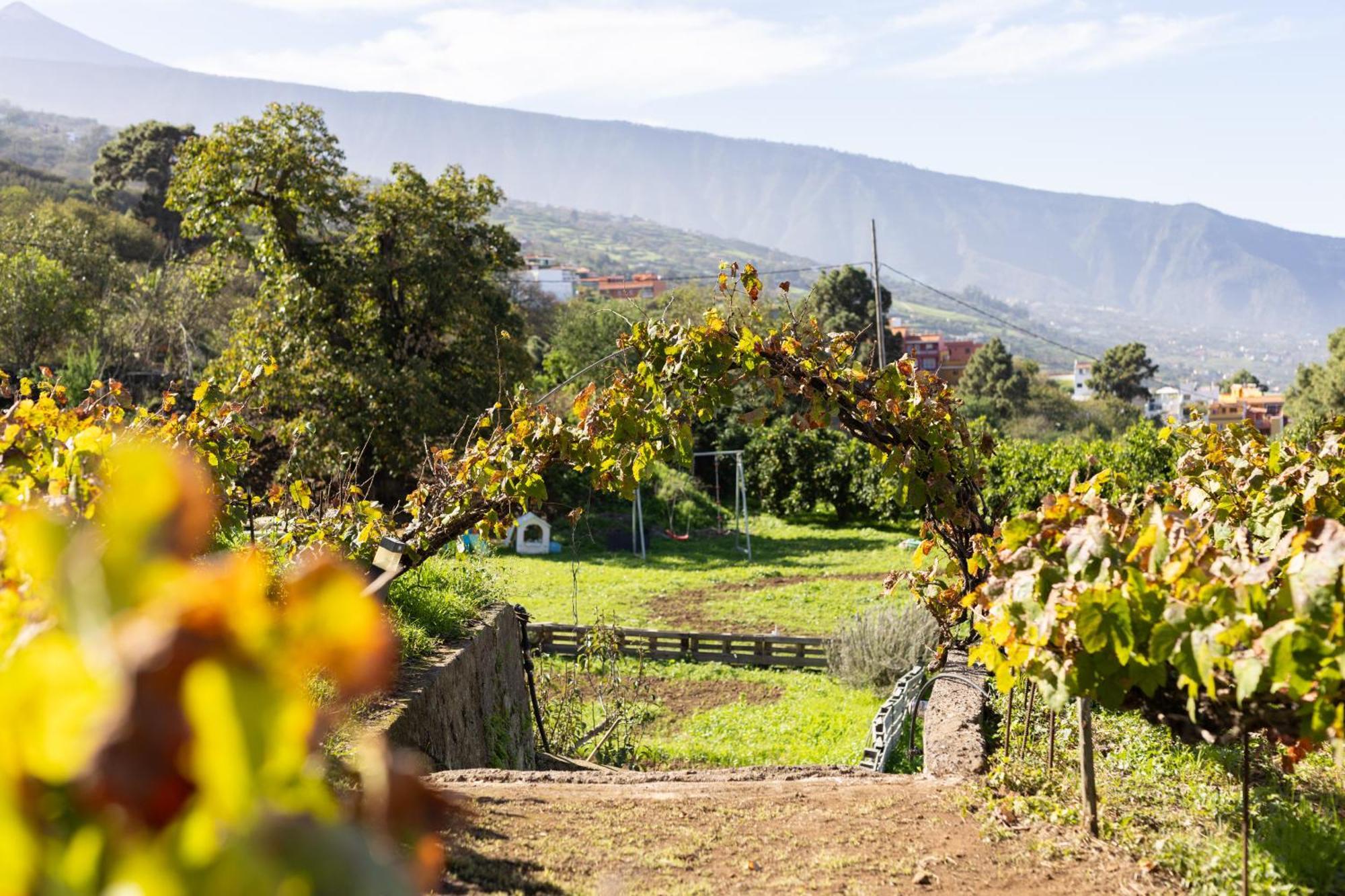 Ek Drago Finca El Milagro La Orotava Kültér fotó
